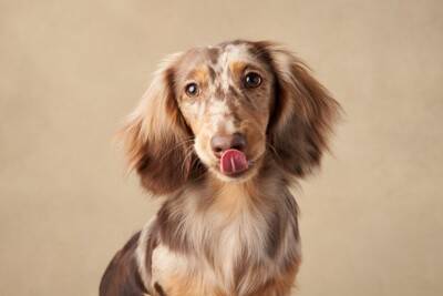『肥満になりやすい』犬種5選　愛犬を太らせてしまう飼い主のタブー行為とは？