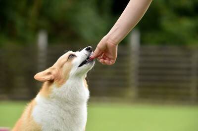 『肥満になりやすい』犬種5選　愛犬を太らせてしまう飼い主のタブー行為とは？