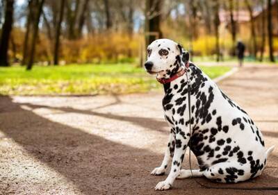 『肥満になりやすい』犬種5選　愛犬を太らせてしまう飼い主のタブー行為とは？