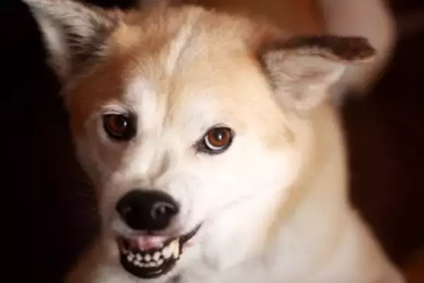 犬が『大嫌いな人』にみせるサイン4選　ワンコに避けられてしまう人の共通点とは？