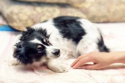 犬が『大嫌いな人』にみせるサイン4選　ワンコに避けられてしまう人の共通点とは？