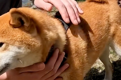 2匹の犬が『好みのタイプのお兄さん』に撫でられた結果→まるで乙女？『恋をしているかのような表情』に反響「幸せになった」「なんて可愛い」