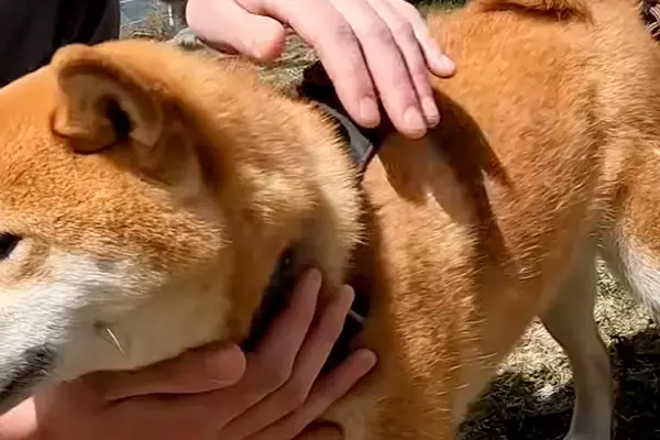 2匹の犬が『好みのタイプのお兄さん』に撫でられた結果→まるで乙女？『恋をしているかのような表情』に反響「幸せになった」「なんて可愛い」