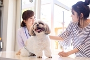 犬が病気になっているときの『絶対NGなご飯』5選　症状を悪化させる危険な食材とは？