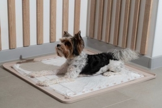 犬が『トイレで寝てしまう』理由4選　今から実践できる具体的な対処法をご紹介