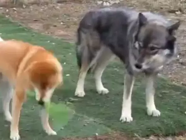 おもちゃを目の前にした2匹の犬→『楽しく遊ぶかな』と思ったら…想像と違う『温度差』が2万表示「小学校の男子女子で草」「テンションがｗ」