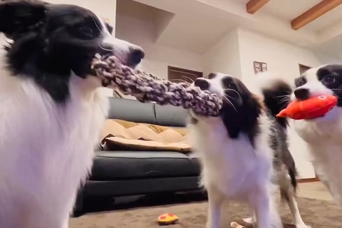 2匹の犬が引っ張り合いっこを始めた結果→なぜか『もう1匹の犬』が…まさかの行動が47万表示「混ざってるつもりで草」「仮想綱引きｗ」