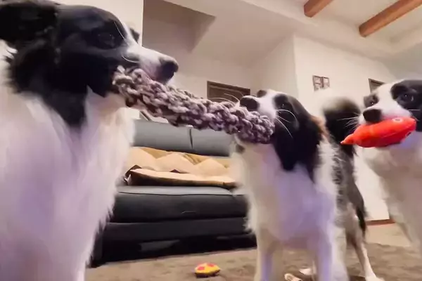 2匹の犬が引っ張り合いっこを始めた結果→なぜか『もう1匹の犬』が…まさかの行動が47万表示「混ざってるつもりで草」「仮想綱引きｗ」