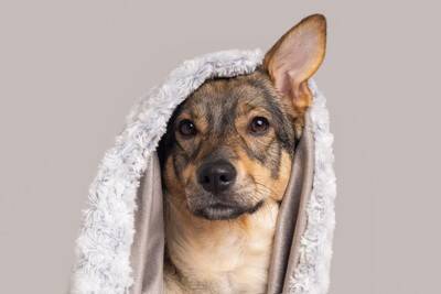 犬があなたを『チラ見』する心理4選　愛犬と目があったときに飼い主がすべき対応まで