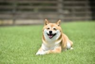 犬の『表情』で分かる心理5つ　飼い主に対する本音や感情を読み取るコツまでご紹介