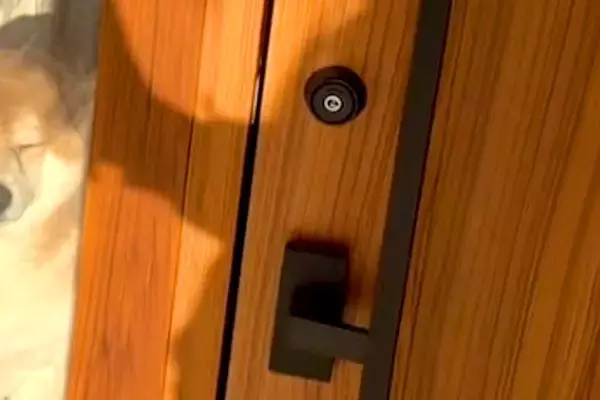 3分だけコンビニに行った結果→帰宅後、犬が玄関で待っていて…すぐに早く帰りたくなる『尊い光景』が15万再生「たまらない」「可愛すぎる」