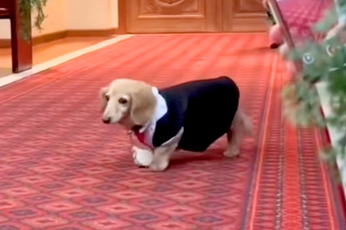 15歳のおじいちゃん犬が『リングドッグ』をした結果→参列者に挨拶をして…尊すぎる『おもてなし』に反響「マイペースでたまらん」「可愛すぎ」