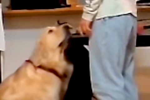 『盛大ないたずらをした大型犬』をお父さんが叱った結果…まるで人間のような『反省の態度』が話題「怒れないってｗｗ」「飼い主負けてて草」