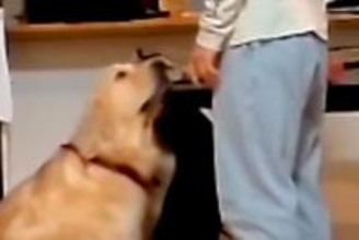 『盛大ないたずらをした大型犬』をお父さんが叱った結果…まるで人間のような『反省の態度』が話題「怒れないってｗｗ」「飼い主負けてて草」