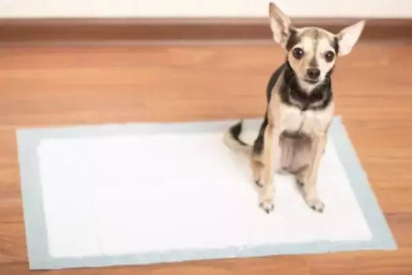 『綺麗好きな犬』がみせる行動4選　暮らしの中で注意が必要なお世話や飼い主がすべき配慮まで