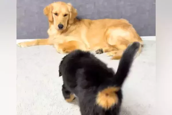 『子犬と先住犬が仲良くできるか』心配していたら、会わせた瞬間に…『はじめましてとは思えない光景』が43万再生「めちゃ尊い…」「可愛い」