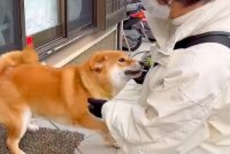 家に『新聞屋さん』が来たら、部屋の中にいた犬が…いつまでも続いてほしい『相思相愛なやり取り』が25万再生「大好き溢れてる」「癒された」