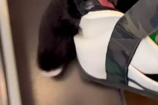 トリミングで疲れ果ててしまった犬→帰りのバッグの中で…想像以上に『溶けてしまっている光景』が115万再生「ぬいぐるみかと」「お手々がｗ」