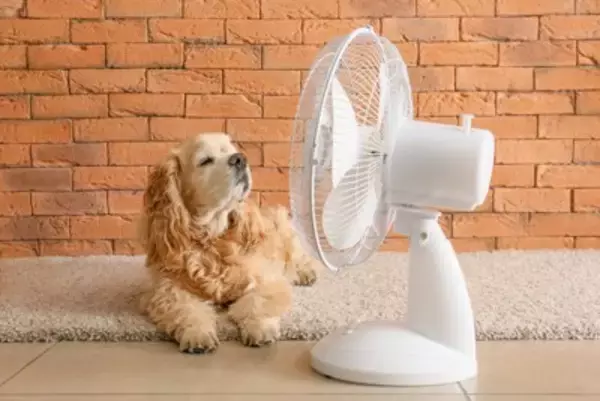 『熱中症』の犬にやってはいけない絶対NG行為3選　症状を悪化させる危険行動まで
