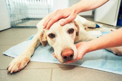 『熱中症』の犬にやってはいけない絶対NG行為3選　症状を悪化させる危険行動まで