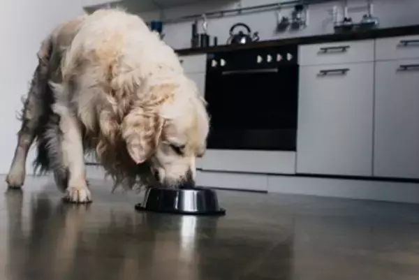 犬のための『食事台』選び方のポイントとは？サイズが合っていない場合のデメリットまで