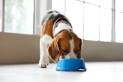 犬のための『食事台』選び方のポイントとは？サイズが合っていない場合のデメリットまで