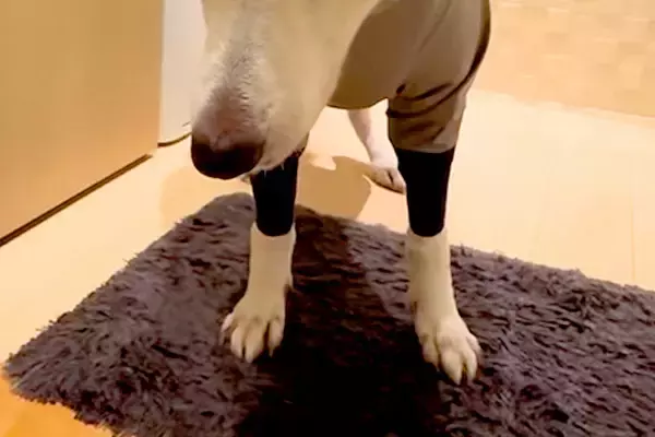 いつもニコニコな大型犬に『カッパを着せた』結果→絶望してしまい…あまりにもわかりやすい『表情』に爆笑「お利口さん」「てるてる坊主で草」
