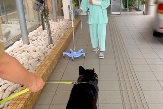 おばあちゃんが転倒して入院→大型犬と一緒に『病院までお見舞い』に行くと…『数日ぶりの再会』が微笑ましいと反響「愛溢れてる」「素敵な家族」