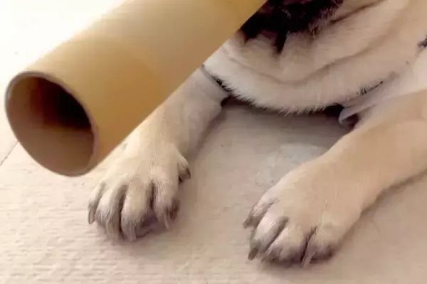 『マフィアみたい』と言われた犬→なぜか筒を咥えていて…思わず納得する『まさかの光景』が45万再生「可愛いｗ」「ゴッドファーザーで草」