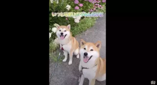 大雨で雷が鳴ったら、子犬が…一気に老け込み『おじいちゃん顔になる光景』が18万再生「しょぼんとした表情がたまらんｗ」「可愛すぎる」と悶絶