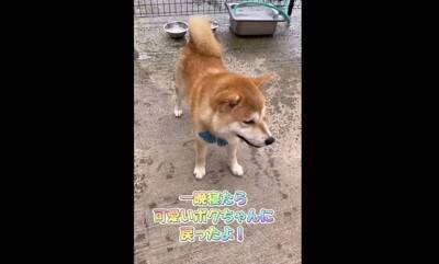 大雨で雷が鳴ったら、子犬が…一気に老け込み『おじいちゃん顔になる光景』が18万再生「しょぼんとした表情がたまらんｗ」「可愛すぎる」と悶絶