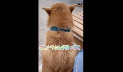 大雨で雷が鳴ったら、子犬が…一気に老け込み『おじいちゃん顔になる光景』が18万再生「しょぼんとした表情がたまらんｗ」「可愛すぎる」と悶絶