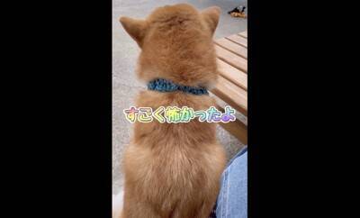 大雨で雷が鳴ったら、子犬が…一気に老け込み『おじいちゃん顔になる光景』が18万再生「しょぼんとした表情がたまらんｗ」「可愛すぎる」と悶絶