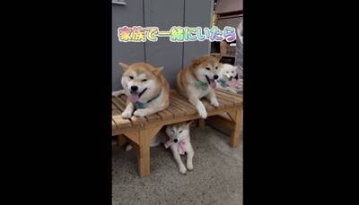 大雨で雷が鳴ったら、子犬が…一気に老け込み『おじいちゃん顔になる光景』が18万再生「しょぼんとした表情がたまらんｗ」「可愛すぎる」と悶絶