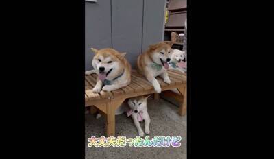 大雨で雷が鳴ったら、子犬が…一気に老け込み『おじいちゃん顔になる光景』が18万再生「しょぼんとした表情がたまらんｗ」「可愛すぎる」と悶絶