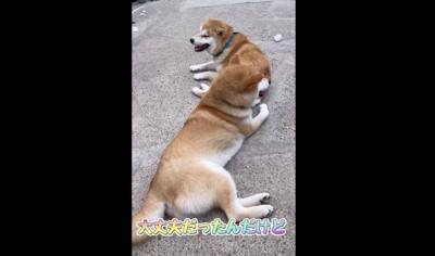 大雨で雷が鳴ったら、子犬が…一気に老け込み『おじいちゃん顔になる光景』が18万再生「しょぼんとした表情がたまらんｗ」「可愛すぎる」と悶絶