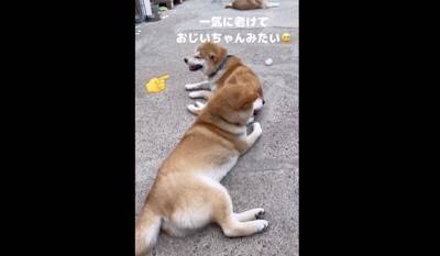 大雨で雷が鳴ったら、子犬が…一気に老け込み『おじいちゃん顔になる光景』が18万再生「しょぼんとした表情がたまらんｗ」「可愛すぎる」と悶絶