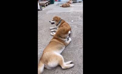 大雨で雷が鳴ったら、子犬が…一気に老け込み『おじいちゃん顔になる光景』が18万再生「しょぼんとした表情がたまらんｗ」「可愛すぎる」と悶絶