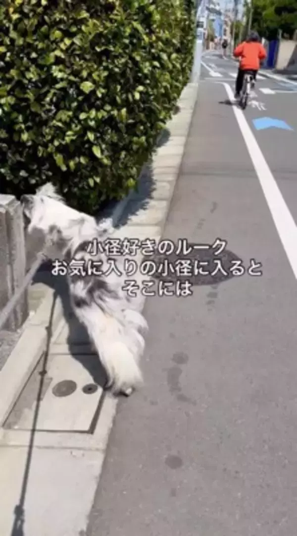 犬の散歩で細い道に入ったら、真ん中に『天敵の野良猫』がいて…葛藤する光景と『飼い主とのやり取り』が198万再生「平和的解決ｗ」「賢い」