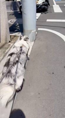 犬の散歩で細い道に入ったら、真ん中に『天敵の野良猫』がいて…葛藤する光景と『飼い主とのやり取り』が198万再生「平和的解決ｗ」「賢い」