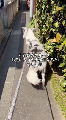 犬の散歩で細い道に入ったら、真ん中に『天敵の野良猫』がいて…葛藤する光景と『飼い主とのやり取り』が198万再生「平和的解決ｗ」「賢い」