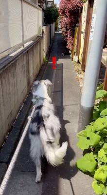 犬の散歩で細い道に入ったら、真ん中に『天敵の野良猫』がいて…葛藤する光景と『飼い主とのやり取り』が198万再生「平和的解決ｗ」「賢い」