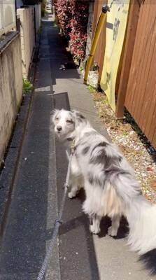 犬の散歩で細い道に入ったら、真ん中に『天敵の野良猫』がいて…葛藤する光景と『飼い主とのやり取り』が198万再生「平和的解決ｗ」「賢い」