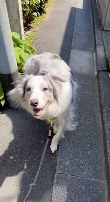 犬の散歩で細い道に入ったら、真ん中に『天敵の野良猫』がいて…葛藤する光景と『飼い主とのやり取り』が198万再生「平和的解決ｗ」「賢い」