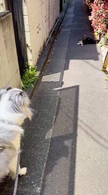 犬の散歩で細い道に入ったら、真ん中に『天敵の野良猫』がいて…葛藤する光景と『飼い主とのやり取り』が198万再生「平和的解決ｗ」「賢い」