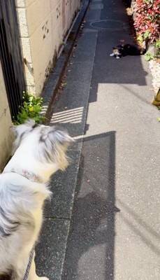 犬の散歩で細い道に入ったら、真ん中に『天敵の野良猫』がいて…葛藤する光景と『飼い主とのやり取り』が198万再生「平和的解決ｗ」「賢い」