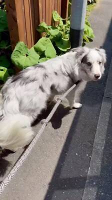 犬の散歩で細い道に入ったら、真ん中に『天敵の野良猫』がいて…葛藤する光景と『飼い主とのやり取り』が198万再生「平和的解決ｗ」「賢い」