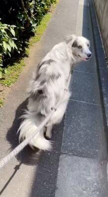 犬の散歩で細い道に入ったら、真ん中に『天敵の野良猫』がいて…葛藤する光景と『飼い主とのやり取り』が198万再生「平和的解決ｗ」「賢い」