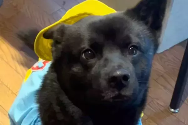 犬が苦手だった母が『甲斐犬』と出会った結果→溺愛しすぎてしまい…素敵すぎる『手作り衣装』を作る光景が30万再生「すごい」「全部似合ってる」