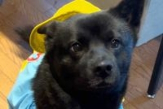 犬が苦手だった母が『甲斐犬』と出会った結果→溺愛しすぎてしまい…素敵すぎる『手作り衣装』を作る光景が30万再生「すごい」「全部似合ってる」
